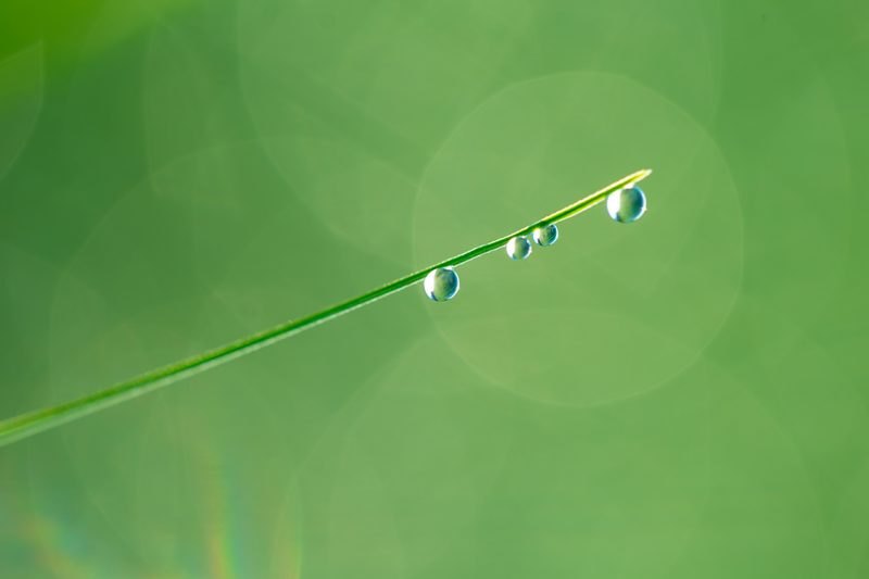 Close up of wet grass in summer morning. nature background
