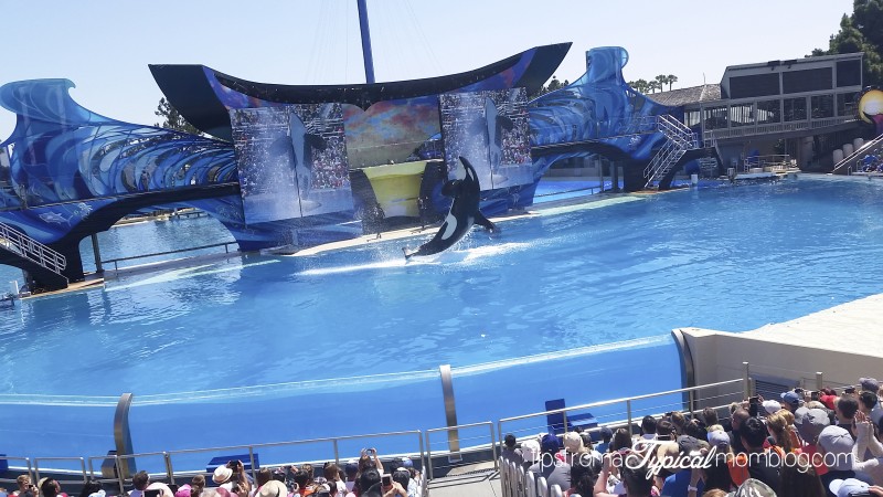 The Ultimate Guide to SeaWorld San Diego with Kids