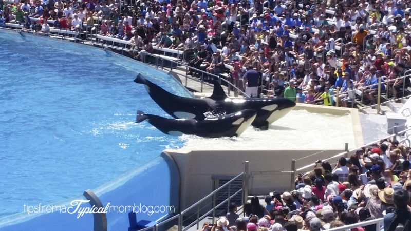 The Ultimate Guide to SeaWorld San Diego with Kids
