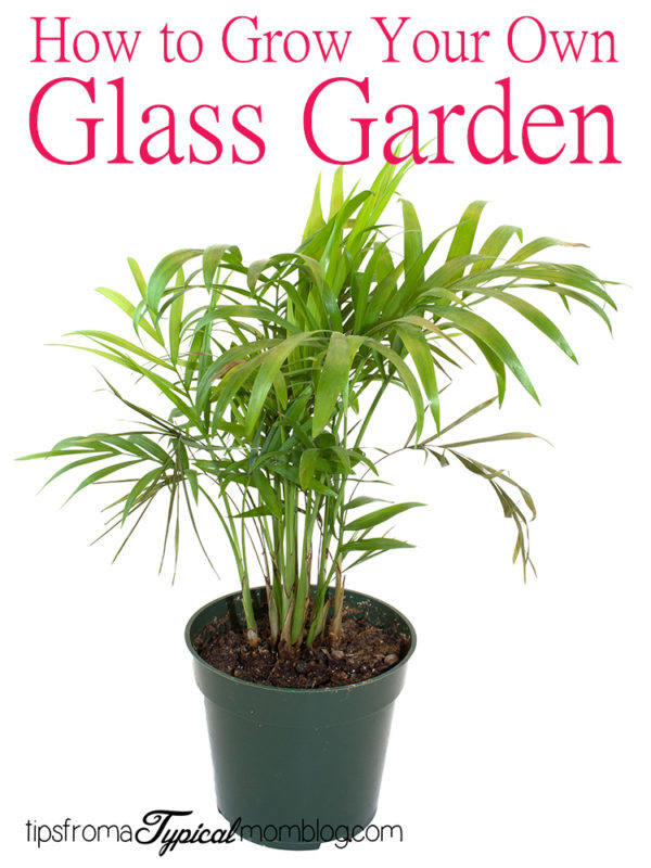 How to Grow Your Own Glass Garden