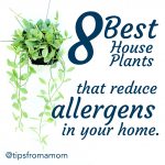 8 House Plants that reduce allergens in your home.