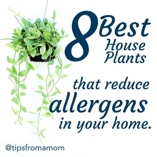 8 Best House Plants That Reduce Allergens In Your Home Tips from a