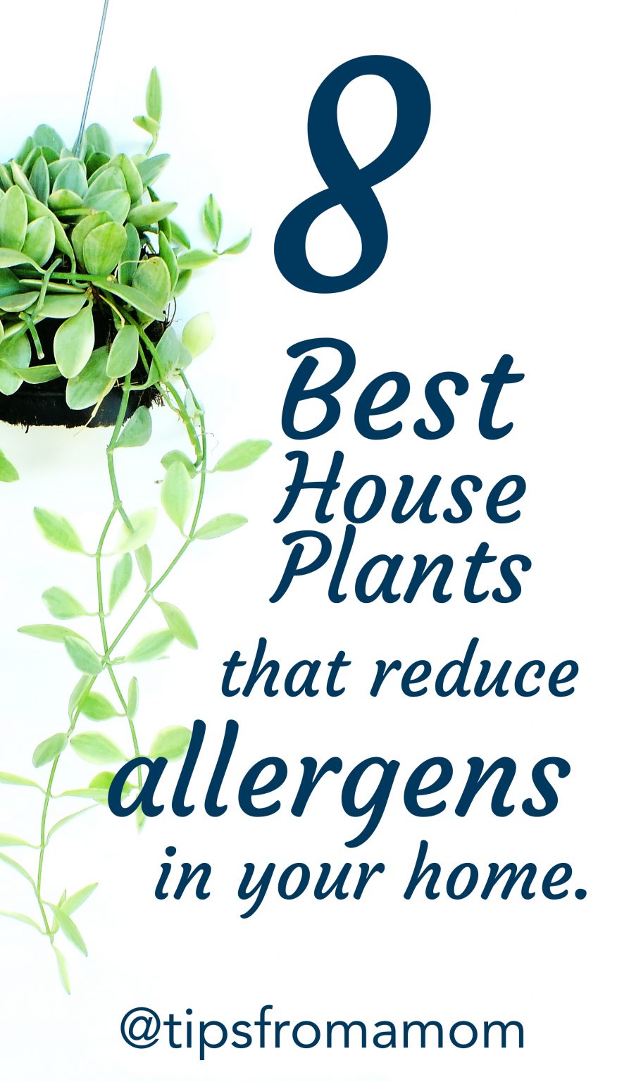 8 Best House Plants That Reduce Allergens In Your Home Tips from a